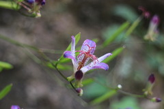 Tricyrtis formosana