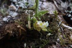 Gastrochilus