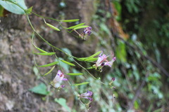 Tricyrtis formosana