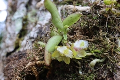 Gastrochilus