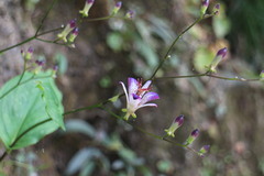 Tricyrtis formosana