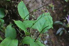 Tricyrtis formosana