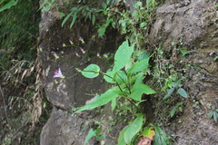 Tricyrtis formosana