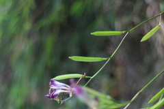 Tricyrtis formosana
