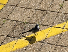 Motacilla alba yarrellii