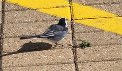 Motacilla alba yarrellii