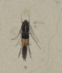 Cosmopterigidae