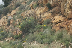 Euryops speciosissimus