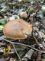 Stropharia rugosoannulata