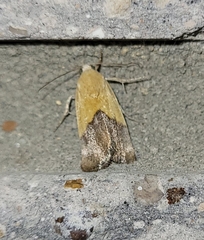 Ponometia semiflava