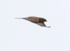 Emberiza