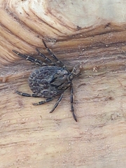 Amblyomma