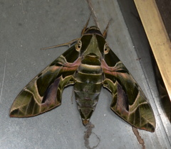 Daphnis nerii