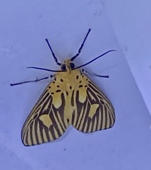 Asota orbona