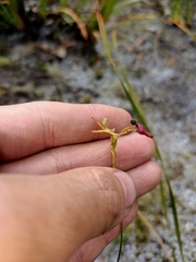 Drakaea micrantha