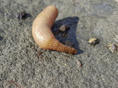 Sipuncula