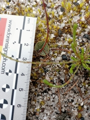 Drakaea micrantha