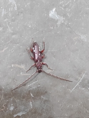 Ambonus interrogationis