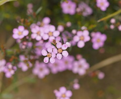 Euryomyrtus ramosissima