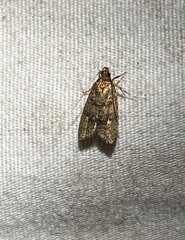 Glyphidocera juniperella