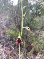 Calochilus paludosus