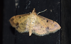 Herpetogramma cynaralis