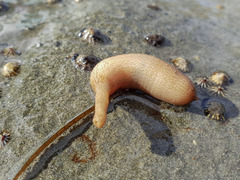 Sipuncula
