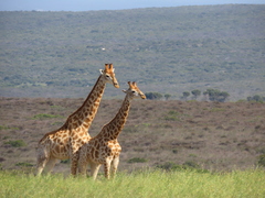 Giraffa camelopardalis giraffa