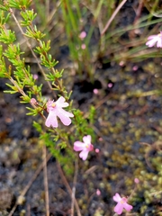 Utricularia multifida