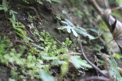 Selaginella devolii