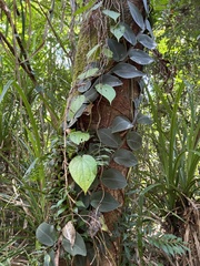 Rhaphidophora hayi