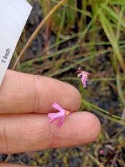 Utricularia multifida