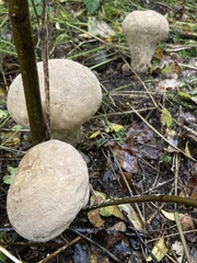 Lycoperdon excipuliforme