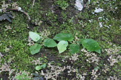 Tectaria polymorpha