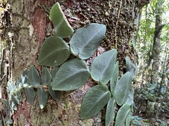 Rhaphidophora hayi