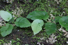 Tectaria polymorpha