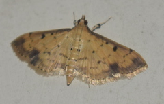 Herpetogramma cynaralis