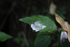 Henckelia anachoreta