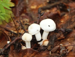 Leucocybe connata