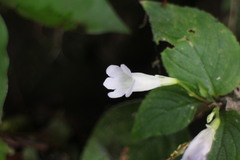 Henckelia anachoreta