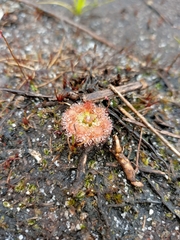 Drosera pulchella
