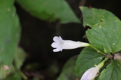 Henckelia anachoreta