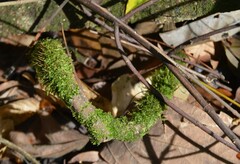 Racopilum cuspidigerum