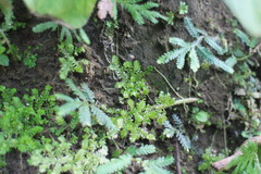 Selaginella devolii