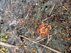 Drosera pulchella