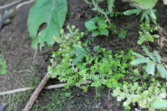Selaginella devolii