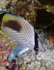 Chaetodon vagabundus