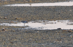 Calidris ferruginea