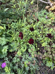 Cosmos atrosanguineus