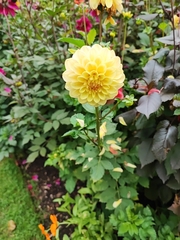 Dahlia pinnata
